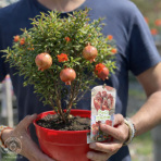 Granátové jablko (Punica granatum) ´WONDERFUL´ - výška 30-40 cm, kont. C2,6L - BONSAJ (DECO MISA)